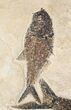 & Diplomystus Fish Fossil - Wyoming (Free Shipping) #15140-4